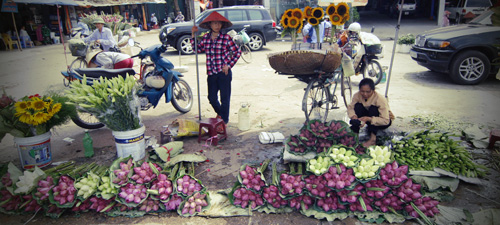 Hoa dua can ru, Hoa Tet, Hạt giống hoa, hoa treo, dạ yến thảo, hoa treo ban công, hạt giống hoa oải hương, bán hạt giống hoa oải hương, hat giong hoa oai huong, hạt giống  chất lượng cao, hat giong hoa , hat giong hoa chat luong cao, hoa trong tham, hoa trong chau,